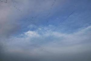 grues se déplaçant en formation dans le ciel. oiseaux migrateurs sur le darss. photo