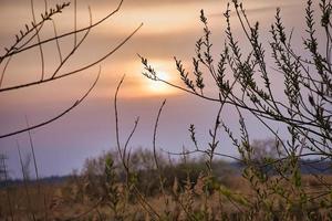 arbre dans le réglage de la lumière du soleil orange rouge rose. humeur romantique. paix et solitude photo