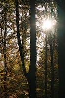 forêt de feuillus d'automne avec des rayons de soleil pénétrants photo