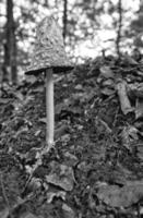 champignon dans la forêt de feuillus découvert en regardant. photo