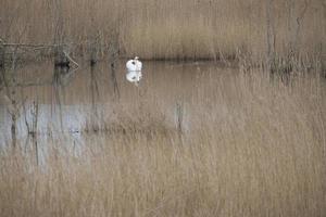 cygne dans le parc naturel darss. période d'accouplement des oiseaux. cygnes tuberculés au plumage blanc. photo