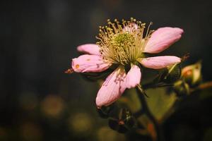 fleur de mûre dans une belle ambiance lumineuse avec un beau bokeh. photo