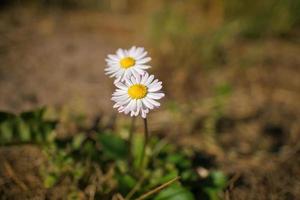 marguerites sur un pré. fleurs roses blanches dans le pré vert. couleurs délicates dans la nature photo