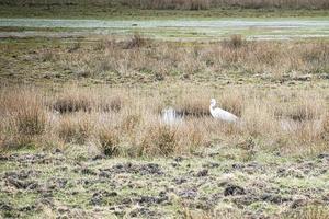 héron blanc au bord du ruisseau dans un pré sur le darss. l'oiseau chasse. faune photo