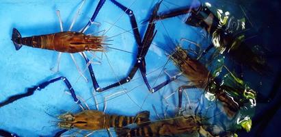 vue de dessus de la tête de crevettes ou de crevettes de rivière sur le réservoir d'eau bleue au marché de l'alimentation de rue. gros plan fruits de mer frais et concept animal. photo