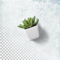 Vue de dessus du bureau des plantes de cactus sur un pot blanc isolé photo