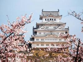 château de himeji avec des fleurs de cerisier photo