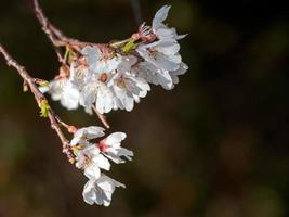 fleurs de cerisier blanches sur fond sombre photo