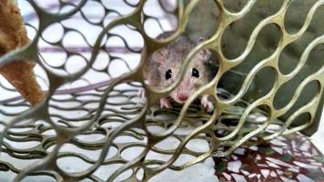 une petite souris piégée dans une cage en métal gros plan photo