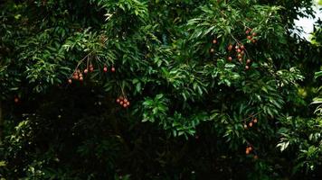 image de litchi rouge et sucré photo