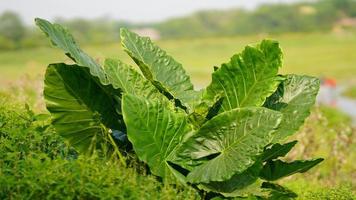 feuille verte dans la ferme photo