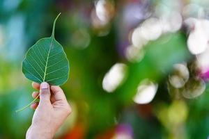 une feuille tenir à la main. photo