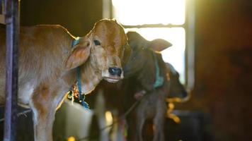 le veau mignon marron et blanc avec écorcheur de soleil photo