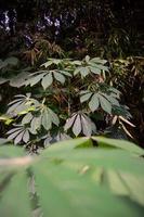 photo de feuilles de manioc poussant dans des jardins de plaine indonésiens