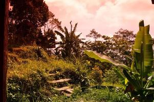 vue de la plantation pendant la journée photo