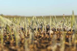 champ agricole en hiver photo