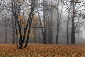 parc d'automne c photo