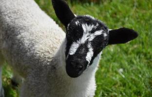 Gros plan sur le visage d'un agneau très mignon dans le Herefordshire photo