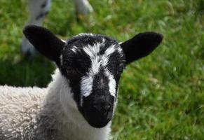 mignon agneau avec un visage tacheté de noir et blanc photo