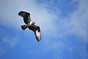 balbuzard pêcheur avec des marques frappantes sur ses ailes photo