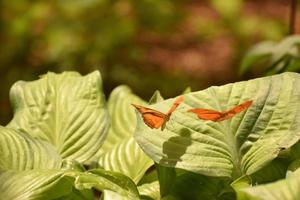 deux papillons julia orange qui s'envolent des feuilles photo