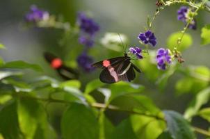 jardin avec des papillons pollinisateurs du facteur sur une fleur photo