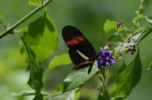 Regard lumineux sur un papillon postman commun sur une plante photo