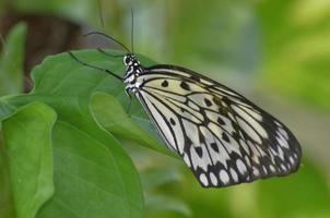 merveilleux de près un grand papillon nymphe des arbres photo