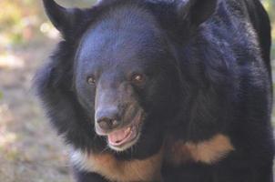 belle vue de près sur le visage d'un ours du soleil photo