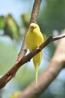 vue panoramique sur une adorable perruche jaune photo