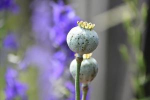 Vieilles gousses de graines de pavot dans un jardin photo