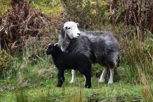 précieux agneau noir et sa mère dans un champ photo