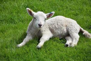 Doux agneau endormi portant dans un champ d'herbe photo