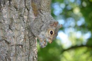 écureuil suspendu à un tronc d'arbre avec un écrou photo