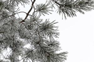 arbres d'hiver, gros plan photo