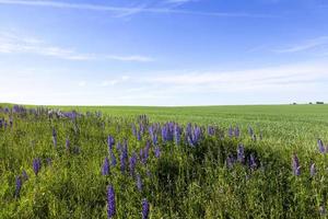 paysage d'été, champ photo