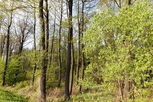 forêt de feuillus de printemps photo