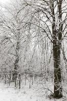 après les chutes de neige, forêt photo