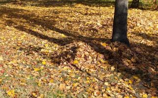 feuillage dans le parc photo