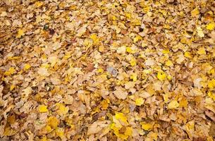 feuilles d'érable ternes tombant au sol photo
