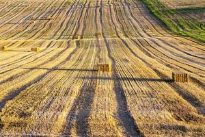 blé récolté sur le terrain photo