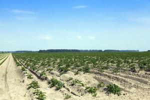 agriculture, champ de pommes de terre photo