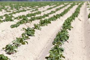 agriculture, champ de pommes de terre photo