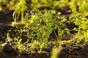 un champ de carottes photo