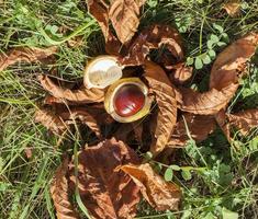 feuilles sur l'herbe photo