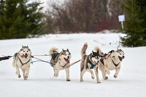 courir un chien husky sur une course de chiens de traîneau photo