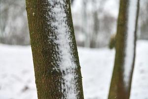 troncs d'arbres recouverts de neige, paysage d'hiver, espace de copie photo