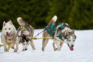 courir un chien husky sur une course de chiens de traîneau photo