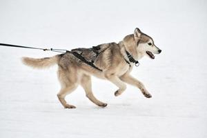 courir un chien husky sur une course de chiens de traîneau photo