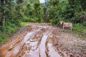 la vache se tient à côté d'une route boueuse. photo